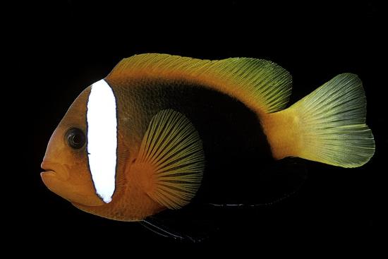 دلقک ماهی آتشین