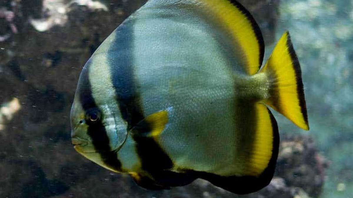 خفاش‌ ماهی کروی