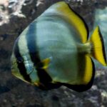 خفاش ماهی کروی