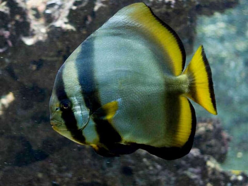 خفاش ماهی کروی