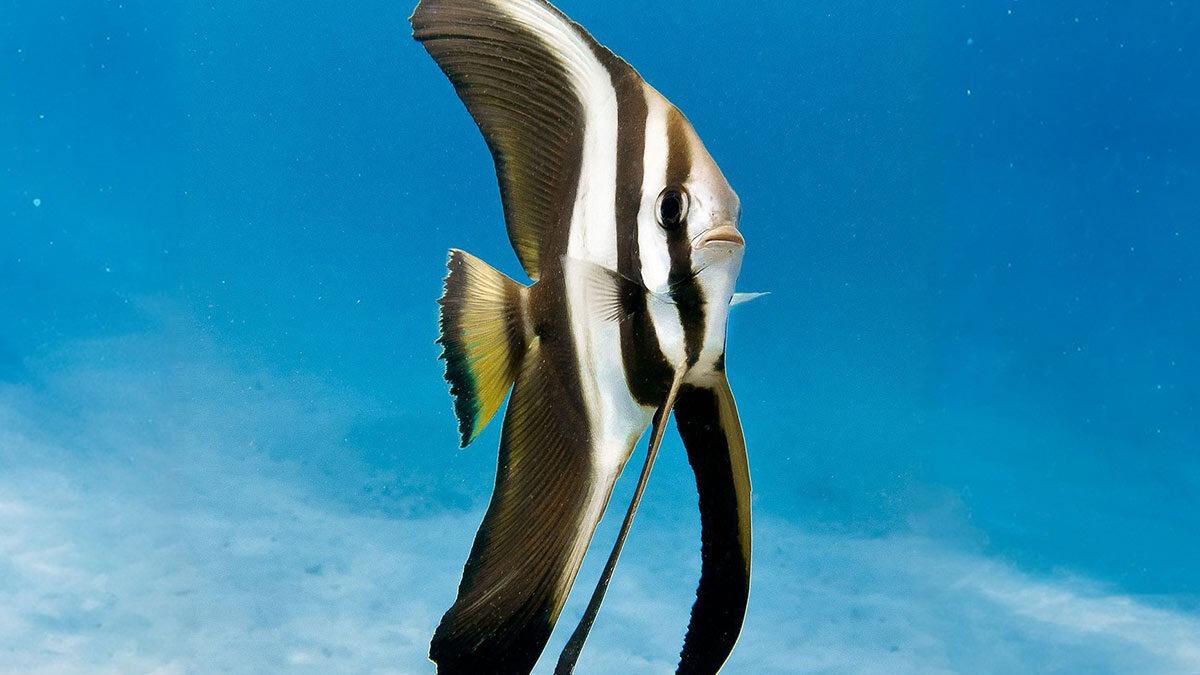 خفاش ماهی باله بلند