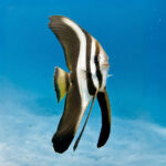 خفاش‌ ماهی باله بلند