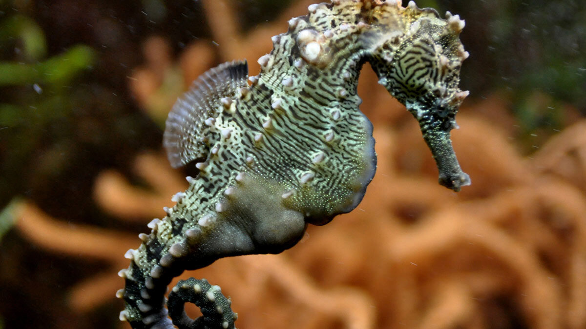 اسبک‌ ماهی ارکتوس