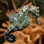 اسبک‌ ماهی ارکتوس