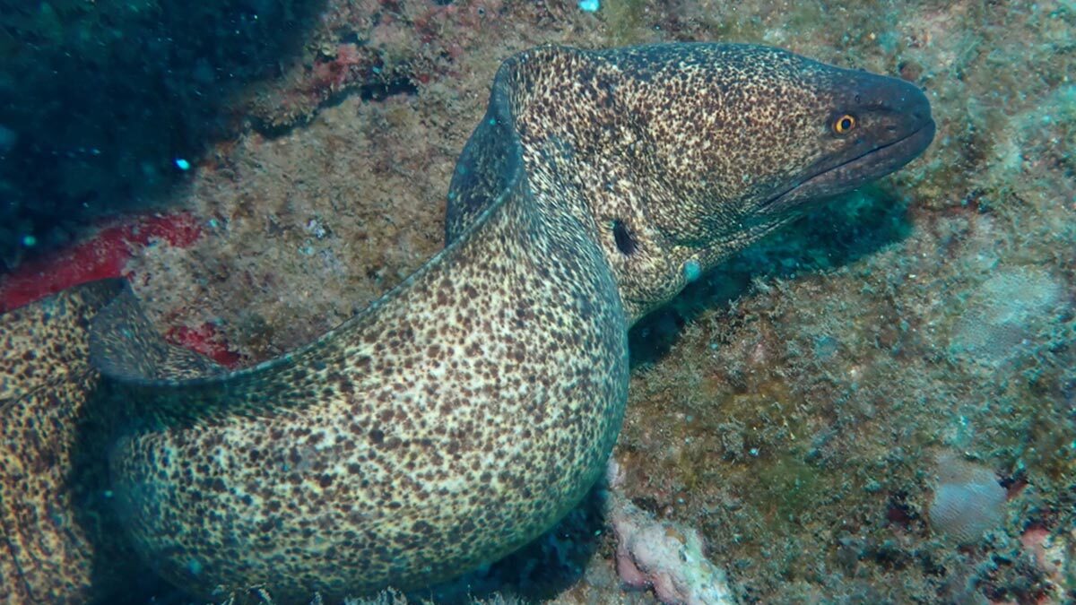 مار ماهی مورای لبه‌ زرد