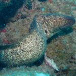 مار ماهی مورای لبه زرد