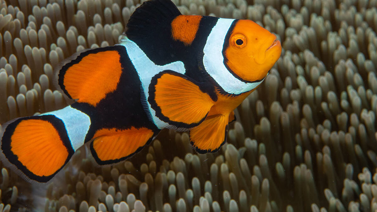 دلقک ماهی پرکولا یا سیاه