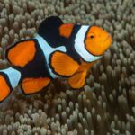 دلقک ماهی پرکولا یا سیاه