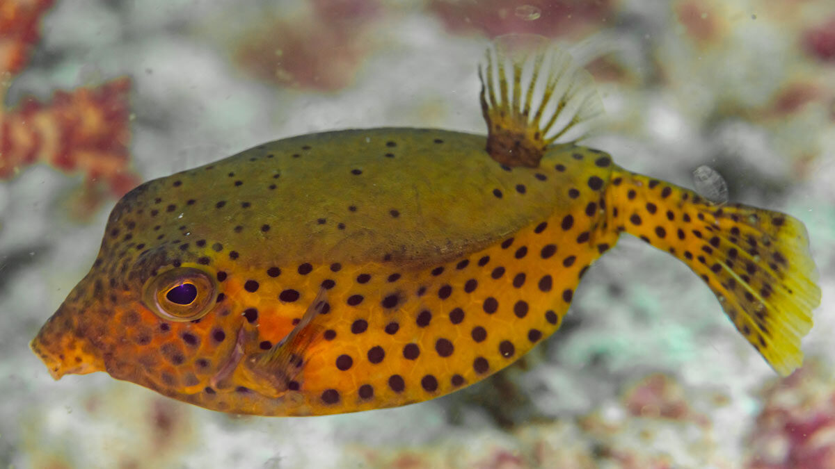 جعبه ماهی دم آبی