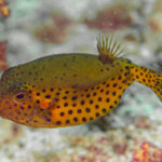 جعبه‌ ماهی دم آبی