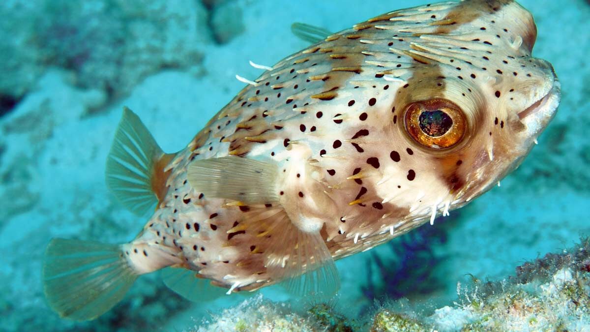 پافر بادکنکی خاردار