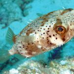 پافر بادکنکی خاردار