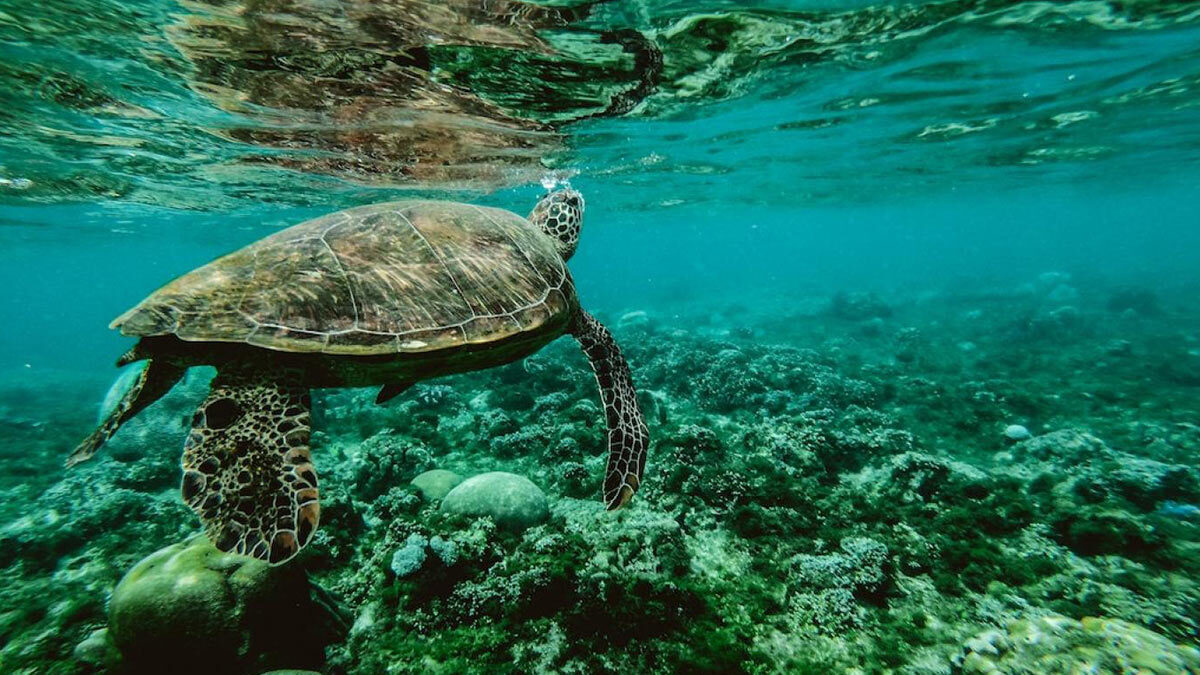 لاک‌پشت سبز