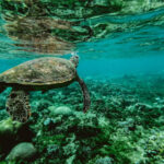 لاک‌پشت سبز