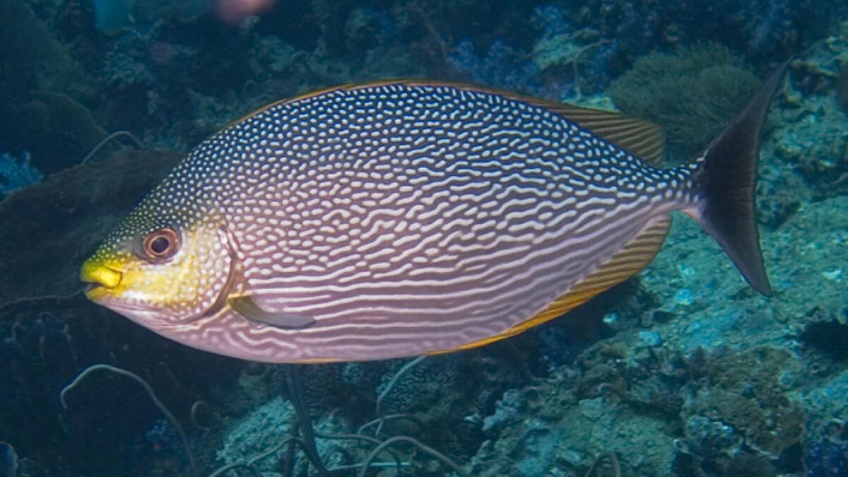 ماهی صافی‌های موجدار