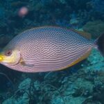 ماهی صافی‌های موجدار