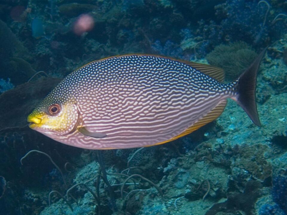 ماهی صافیهای موجدار
