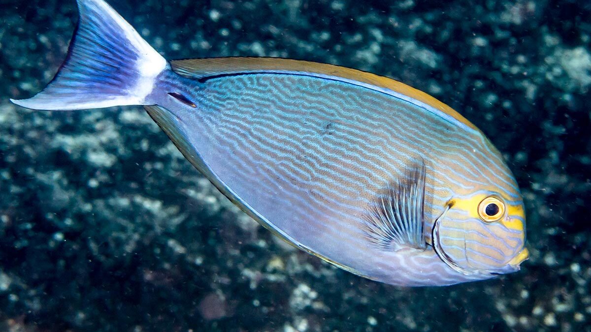 جراح‌ ماهی ماتا