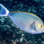 جراح‌ ماهی ماتا