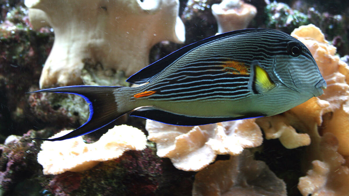 جراح‌ ماهی دم‌ قیچی