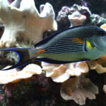 جراح‌ ماهی دم‌ قیچی