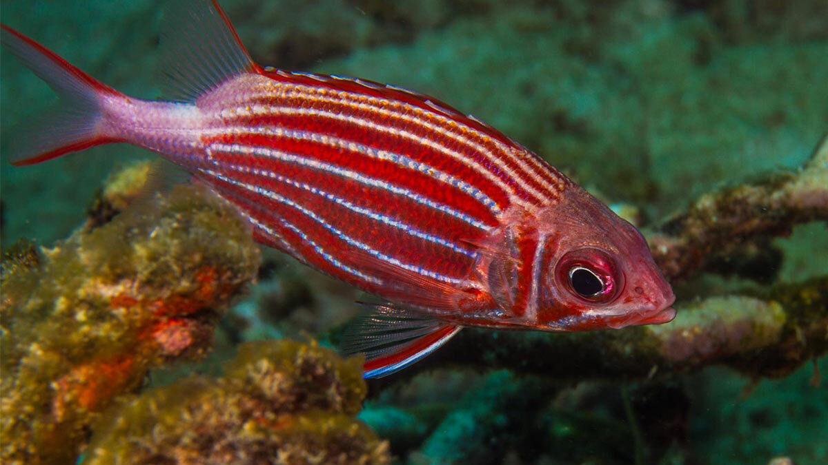 سنجاب ماهیان