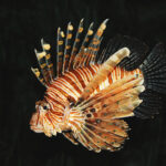 خروس ماهی یا عقرب ماهی