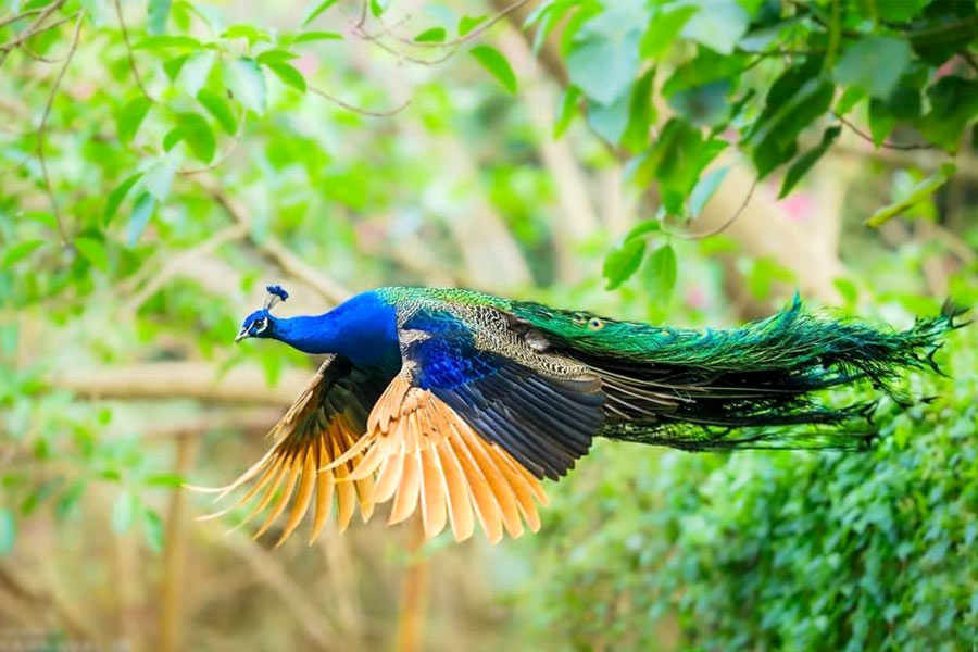 باغ پرندگان اصفهان